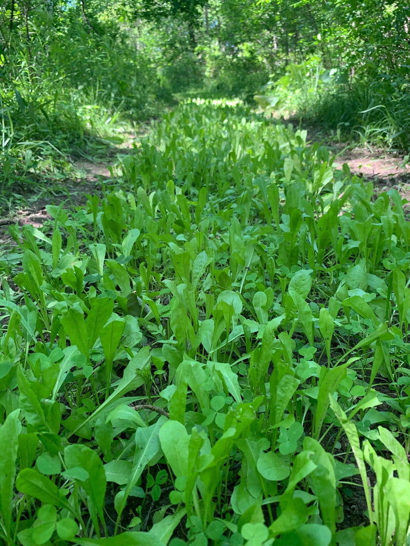 Load image into Gallery viewer, Hot Chic™ Food Plot Seed
