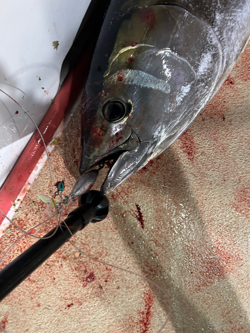 Load image into Gallery viewer, 16 oz Bluefin Eddie Bombs BFT
