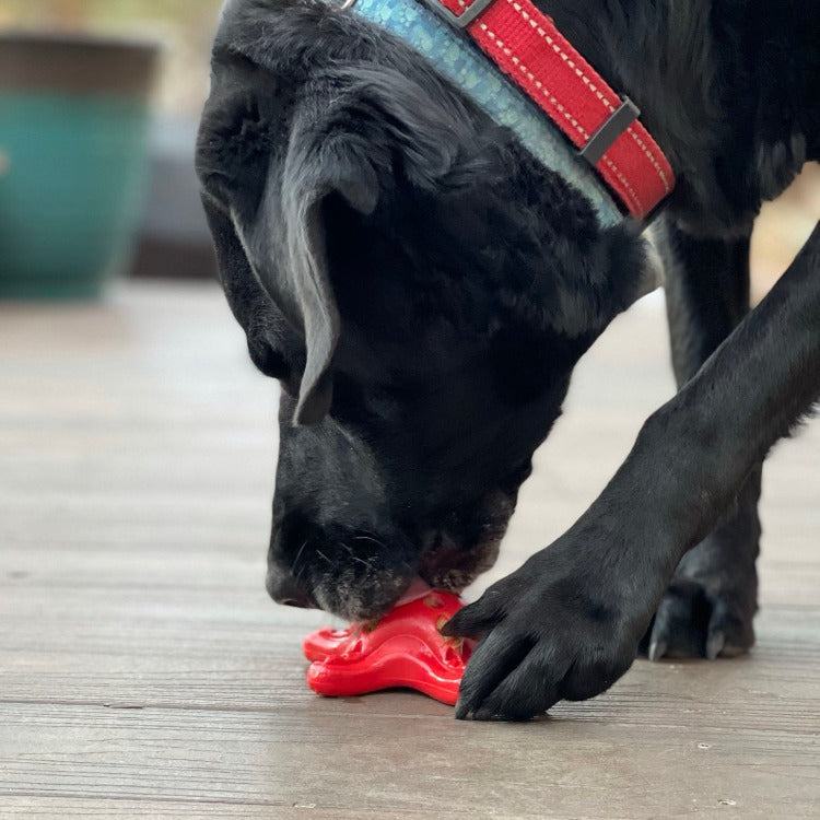 Load image into Gallery viewer, Starfish Nylon Dog Chew Toy for Aggressive Chewers | USA Made | SodaPup
