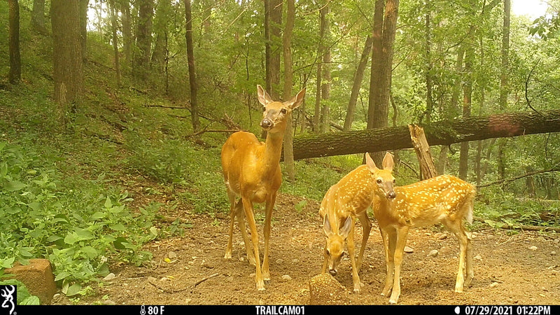 Load image into Gallery viewer, Stockpile™ Deer Block
