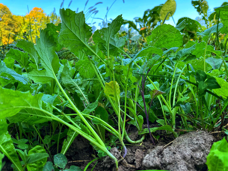 Load image into Gallery viewer, Wingman™ Food Plot Seed

