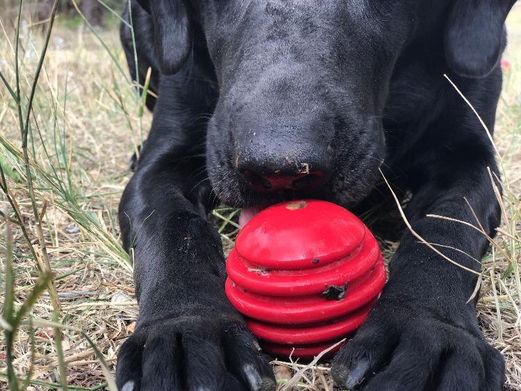 Load image into Gallery viewer, USA-K9 Stars and Stripes Rubber Dog Toy | K9 Handler Reward Toy | Red | USA Made
