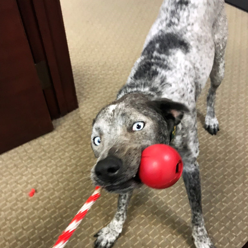 Load image into Gallery viewer, USA-K9 Cherry Bomb Rubber Dog Chew Toy | K9 Handler Reward Toy | USA Made
