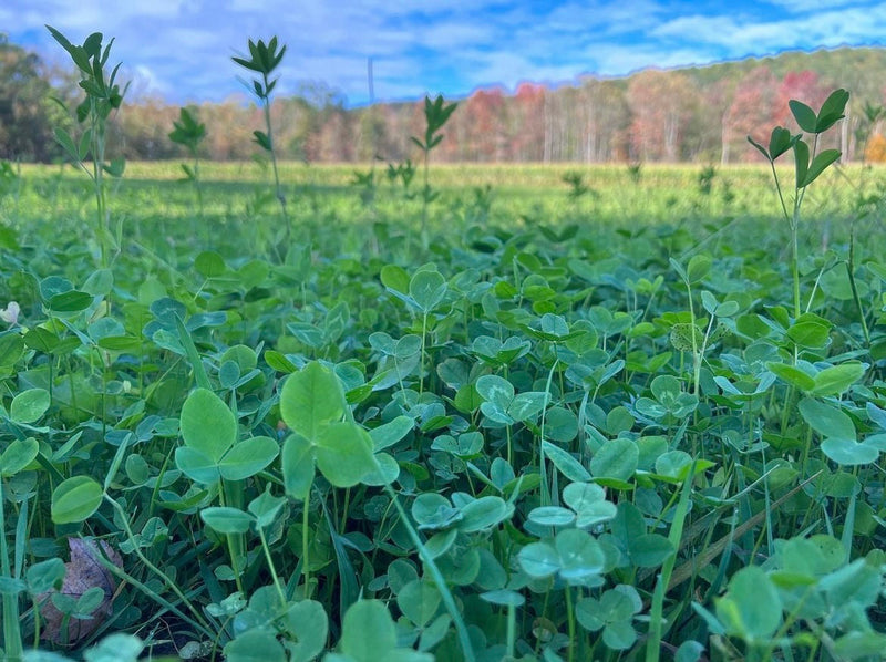 Load image into Gallery viewer, Comeback Kid™ Food Plot Seed
