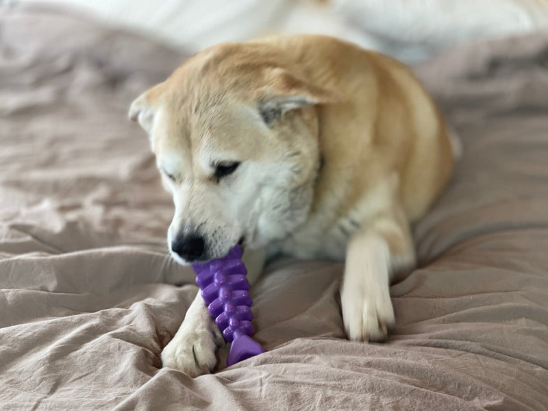 Load image into Gallery viewer, Fish Bone Nylon Dog Toy for Aggressive Chewers | USA Made | SodaPup
