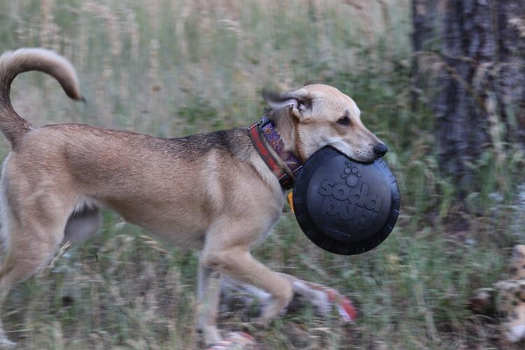 Load image into Gallery viewer, Magnum Bottle Top Flyer Rubber Frisbee for Heavy Chewers | Large | USA Made
