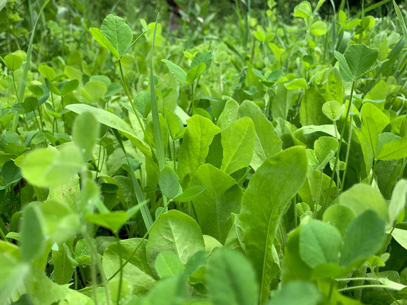 Load image into Gallery viewer, Hot Chic™ Food Plot Seed
