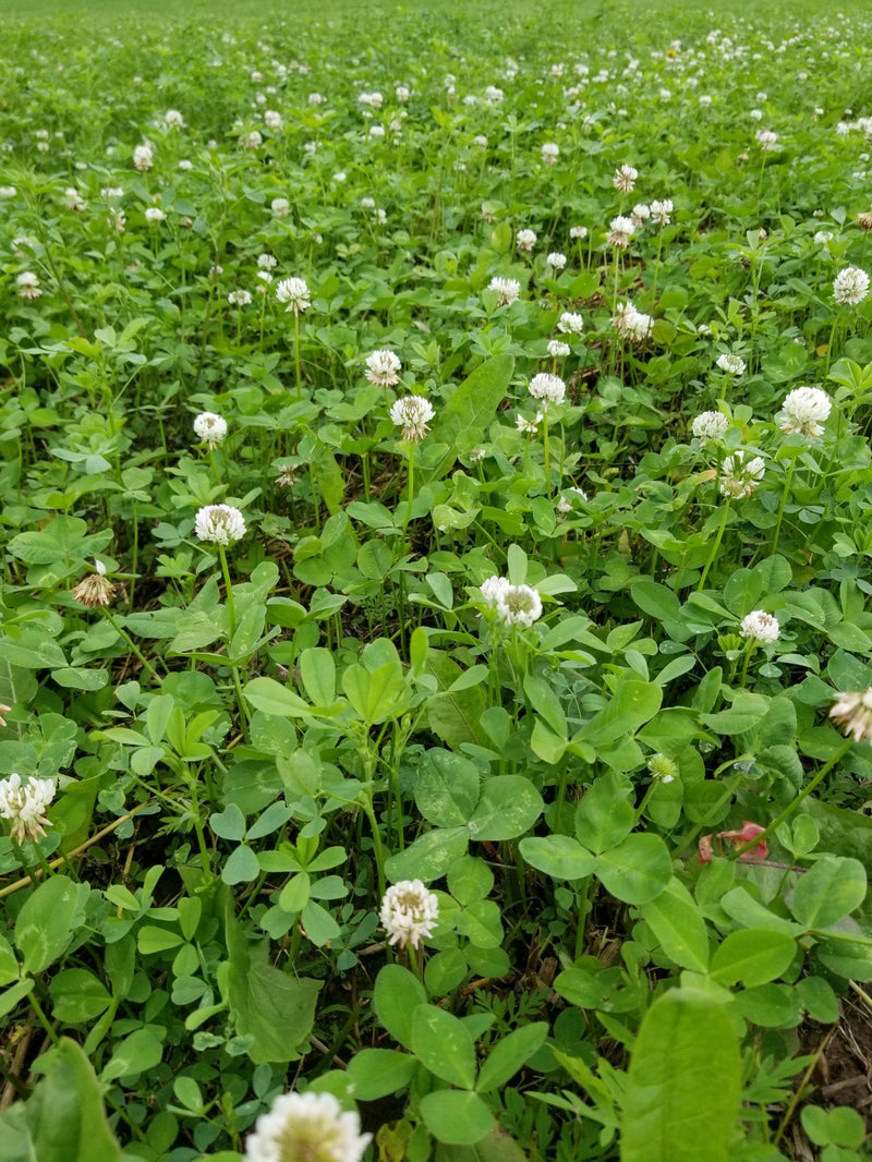 Load image into Gallery viewer, Comeback Kid™ Food Plot Seed
