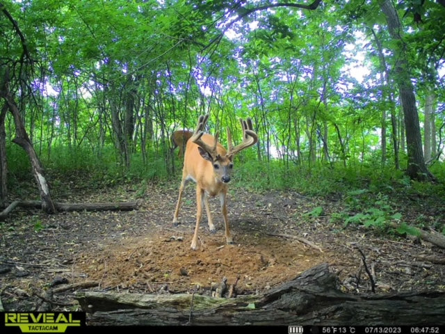 Load image into Gallery viewer, Recharge™ Deer Mineral
