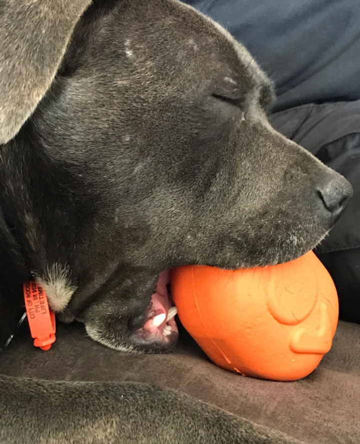 Load image into Gallery viewer, Roasted Turkey Dog Chew Toy &amp; Treat Dispenser - USA Made | SodaPup
