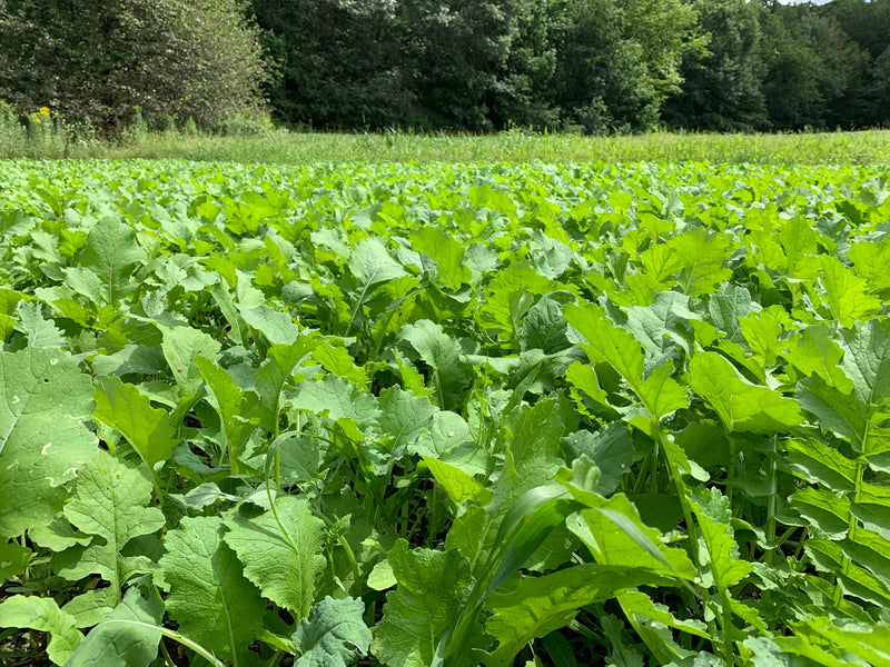 Load image into Gallery viewer, Domain Outdoor DIY Instant pH Test Kit
