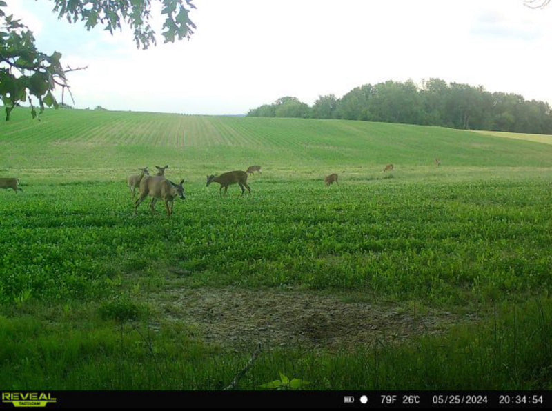 Load image into Gallery viewer, Boss Brew™ Food Plot Seed
