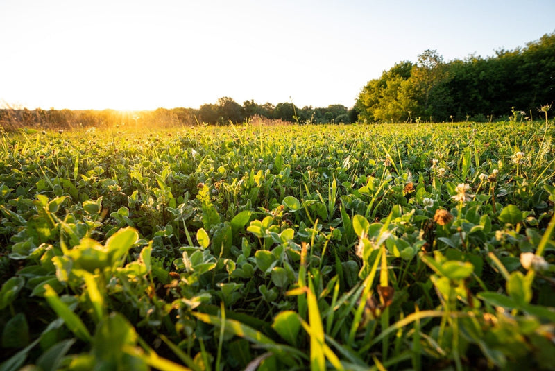 Load image into Gallery viewer, Comeback Kid™ Food Plot Seed
