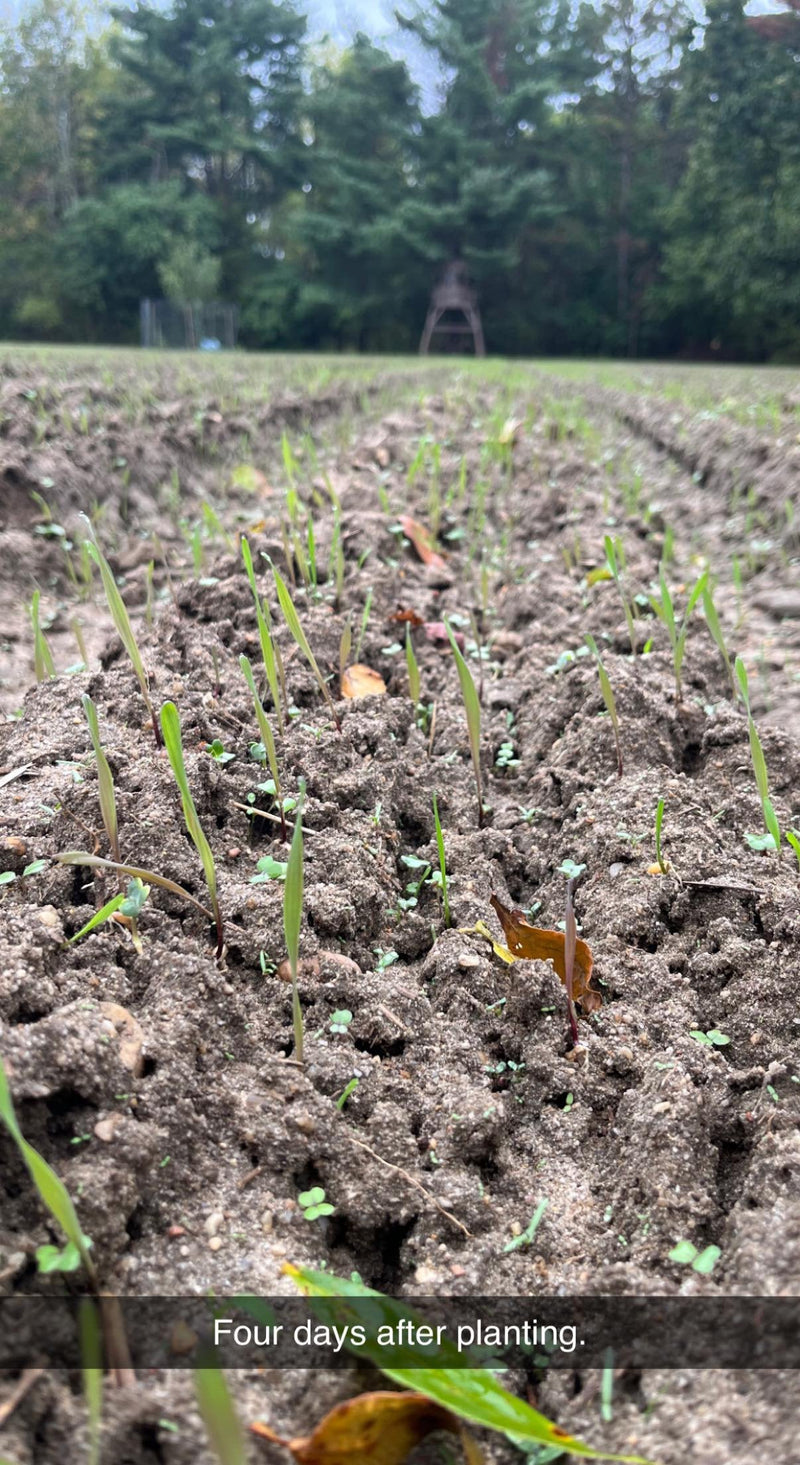 Load image into Gallery viewer, Hall Pass™ Food Plot Seed
