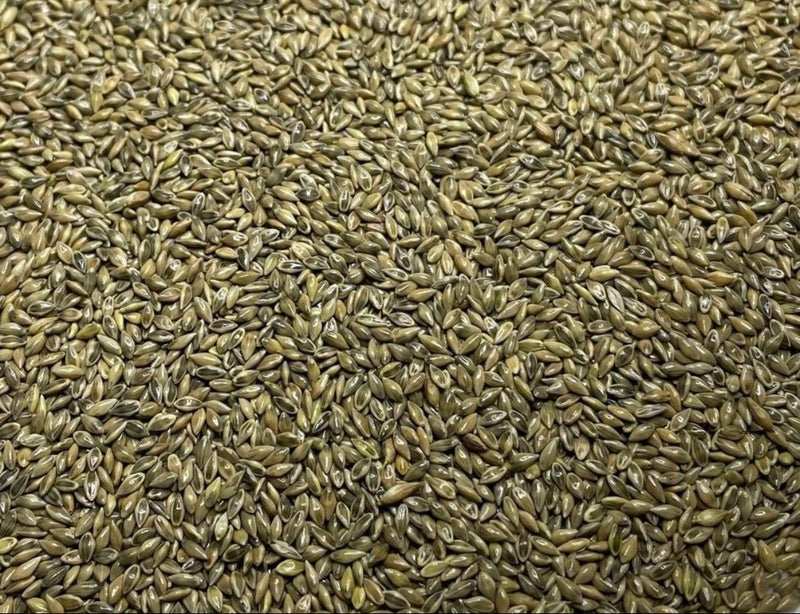 Load image into Gallery viewer, RC Big Rock Switchgrass Food Plot Seed
