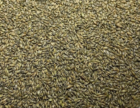 RC Sundance Switchgrass Habitat Seed
