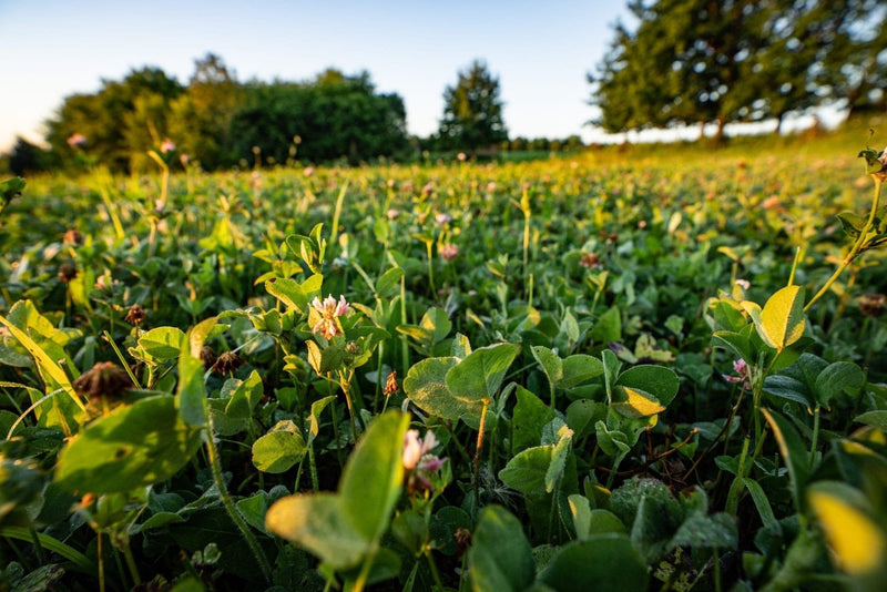 Load image into Gallery viewer, Comeback Kid™ Food Plot Seed
