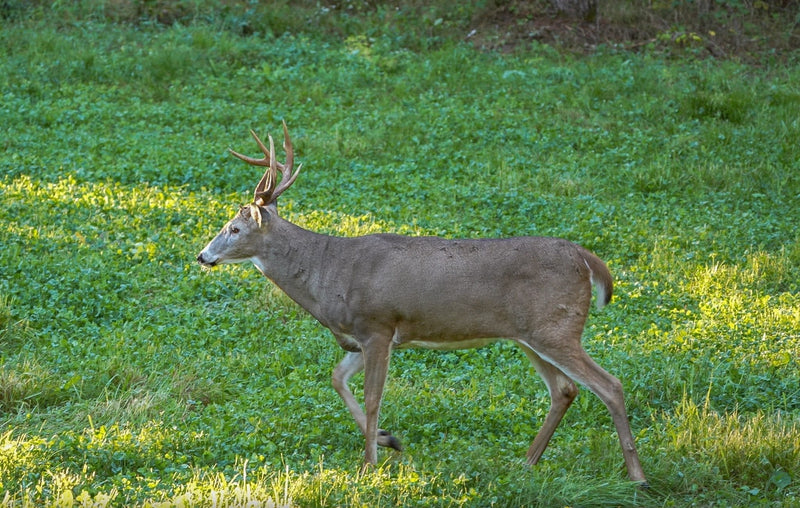 Load image into Gallery viewer, Comeback Kid™ Food Plot Seed
