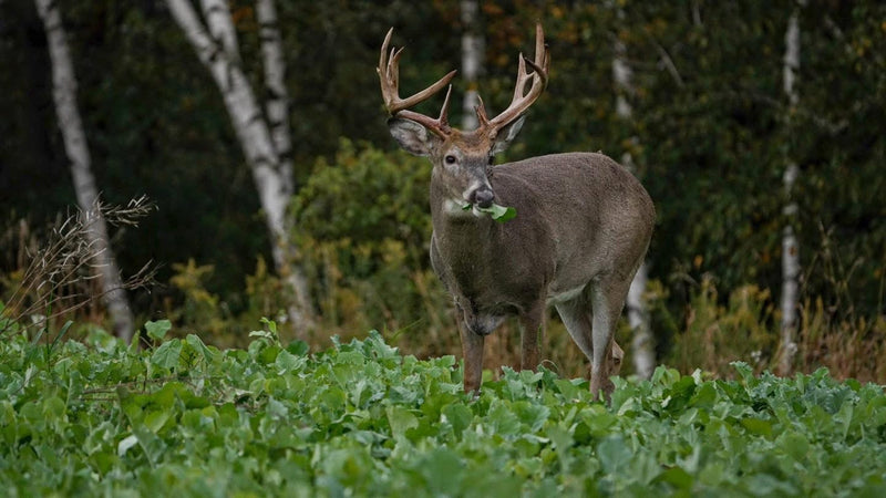 Load image into Gallery viewer, Show Stopper™ Food Plot Seed
