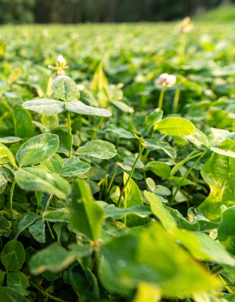 Load image into Gallery viewer, Domain Pounder - Ladino Clover Food Plot Seed
