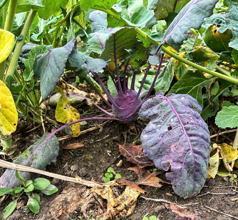 Load image into Gallery viewer, Wingman™ Food Plot Seed
