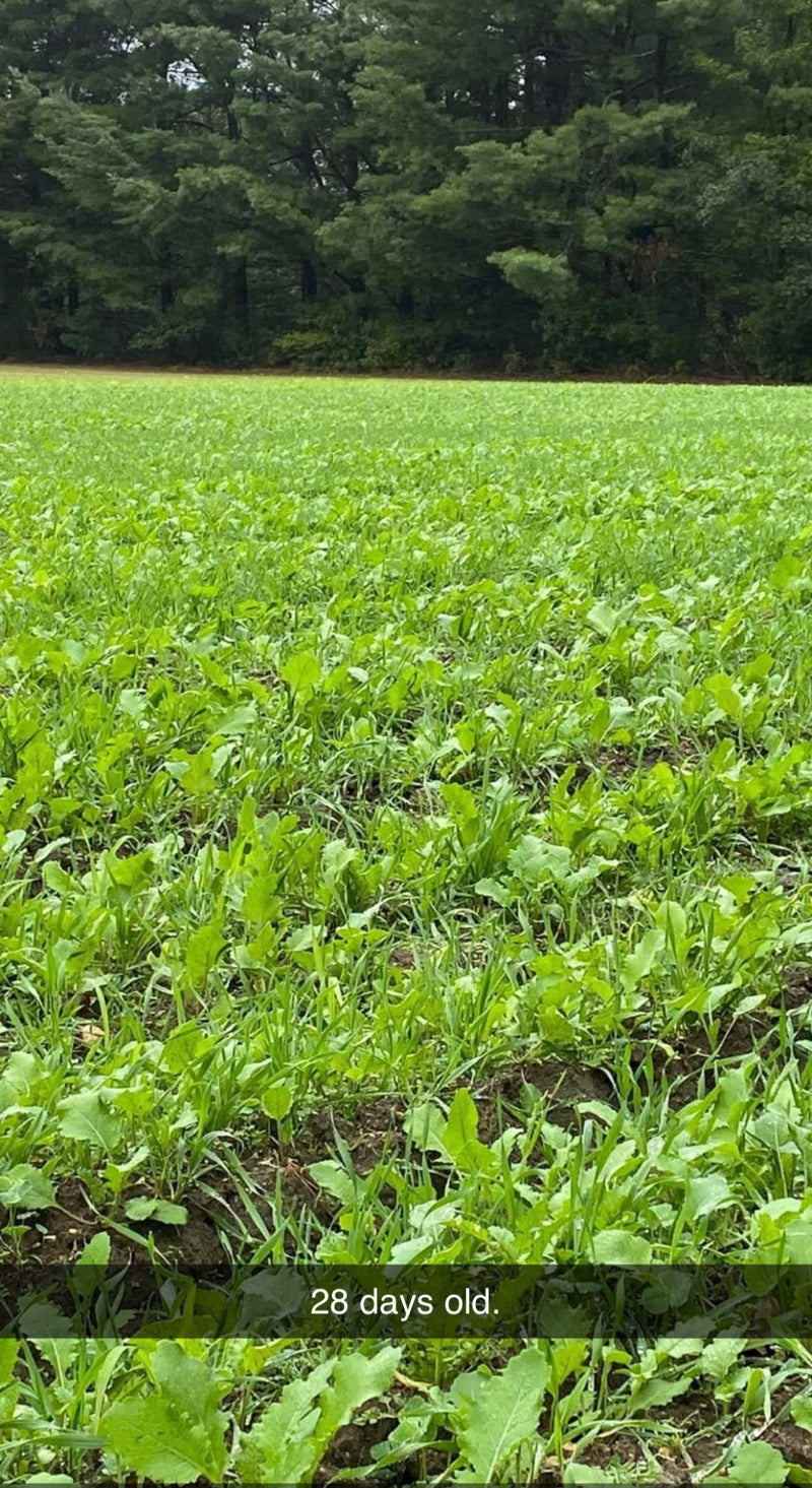 Load image into Gallery viewer, Hall Pass™ Food Plot Seed
