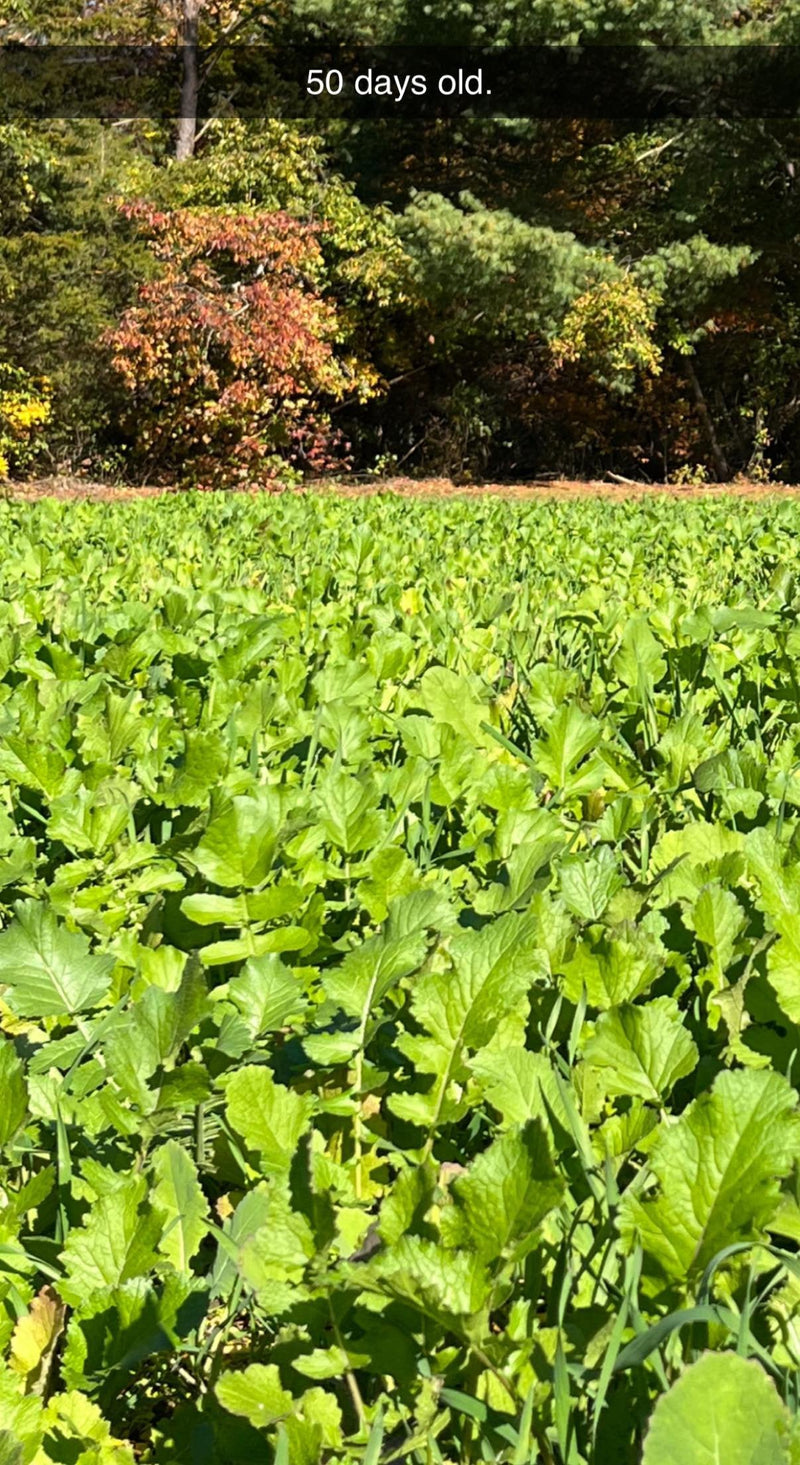 Load image into Gallery viewer, Hall Pass™ Food Plot Seed
