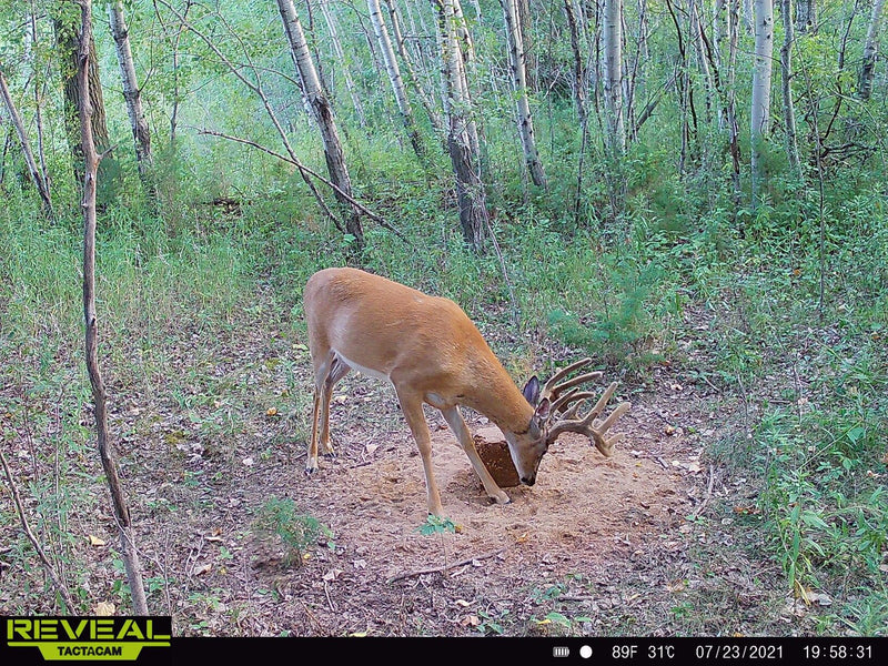 Load image into Gallery viewer, Stockpile™ Deer Block
