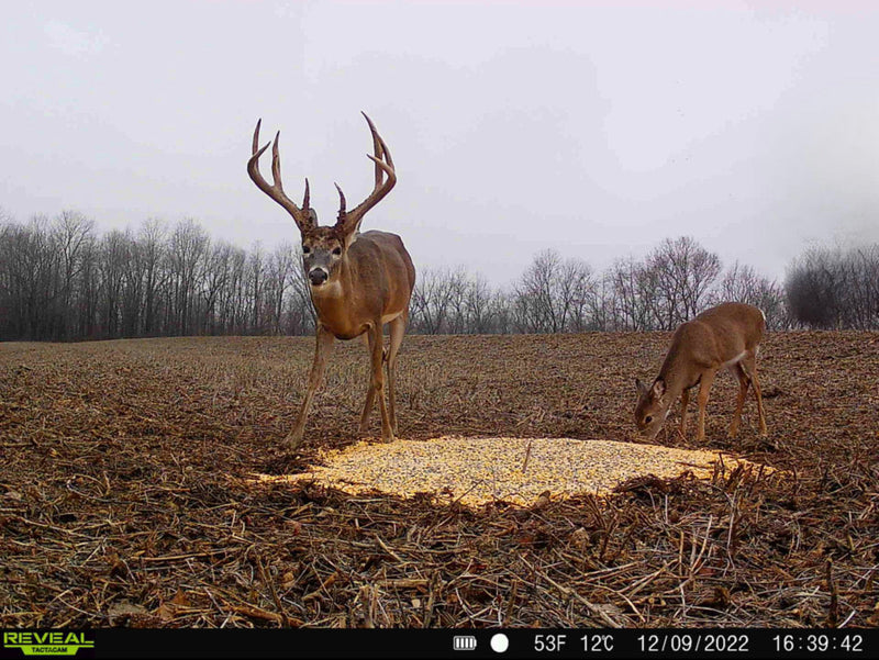 Load image into Gallery viewer, Pre-Game™ Deer Feed

