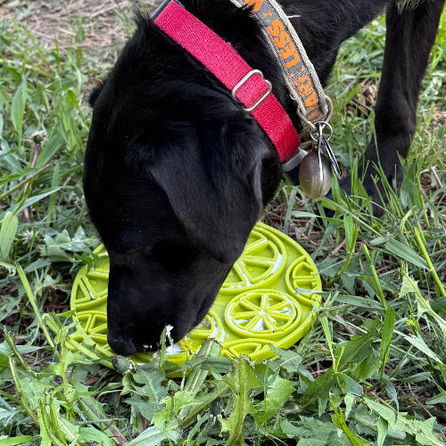 Load image into Gallery viewer, Citrus Design eMat - Enrichment Lick Mat For Dogs and Cats - with Suction Cups | USA Made
