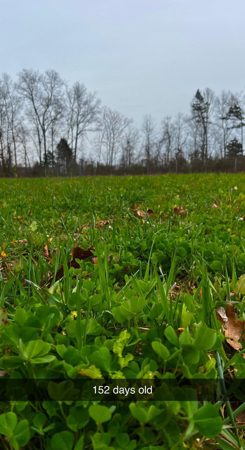 Load image into Gallery viewer, Hall Pass™ Food Plot Seed
