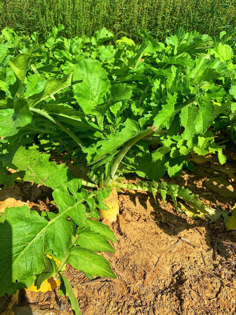Load image into Gallery viewer, Illicit™ Food Plot Seed
