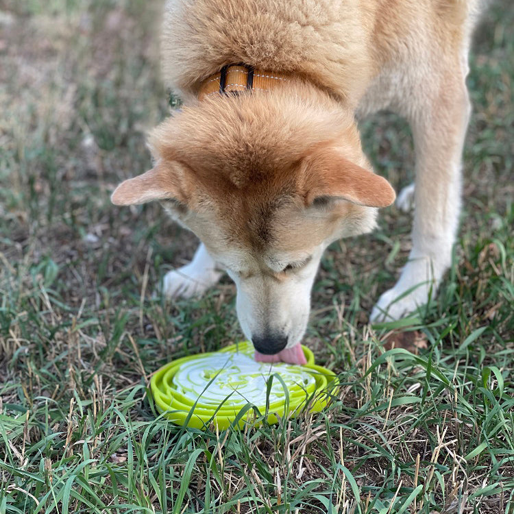 Load image into Gallery viewer, Water Frog eTray - Shallow Slow Feeder Dog Bowl for Enrichment | USA Made
