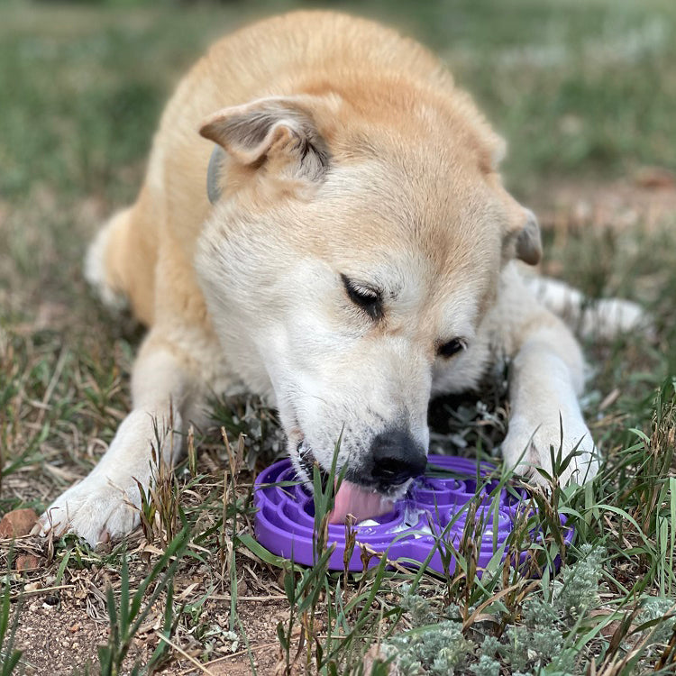 Load image into Gallery viewer, Water Frog eTray - Shallow Slow Feeder Dog Bowl for Enrichment | USA Made
