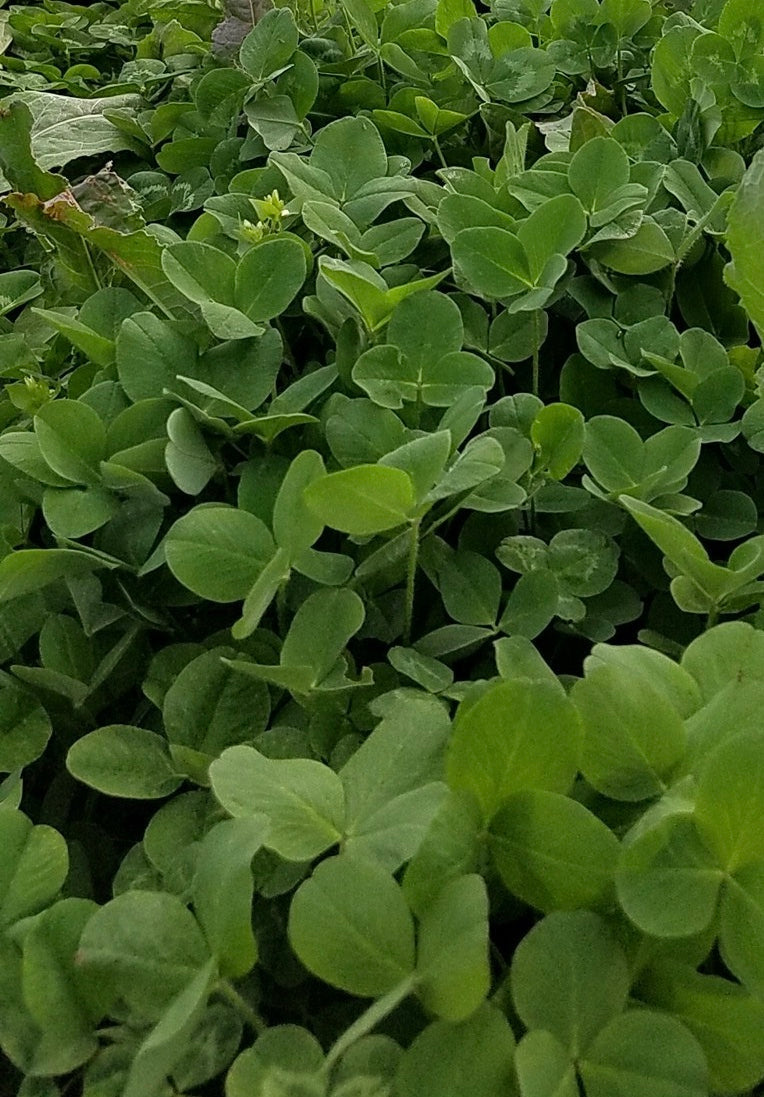 Load image into Gallery viewer, Comeback Kid™ Food Plot Seed
