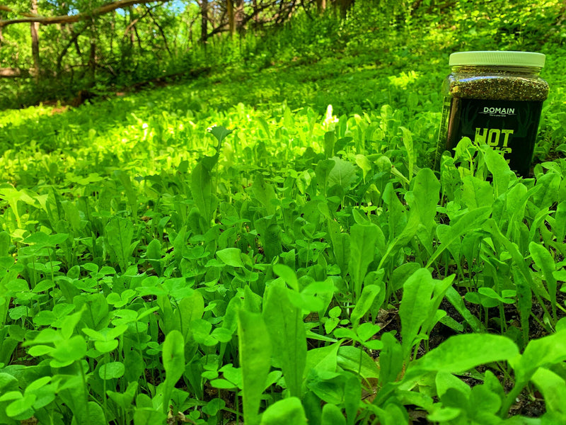Load image into Gallery viewer, Hot Chic™ Food Plot Seed
