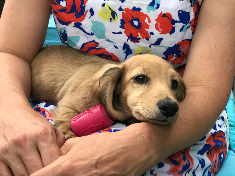 Load image into Gallery viewer, Puppy Can Toy Rubber Chew Toy for Teething Puppies | Treat Dispenser | USA Made

