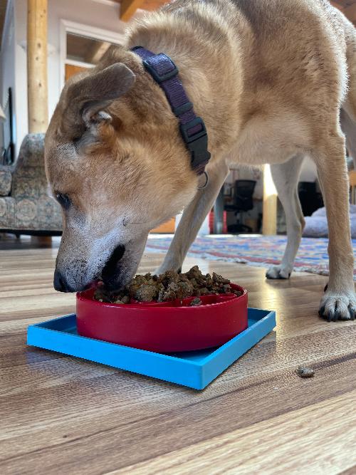Load image into Gallery viewer, Hold 'em Suction Cup Holder for Dog Bowls &amp; Lick Mats | USA Made
