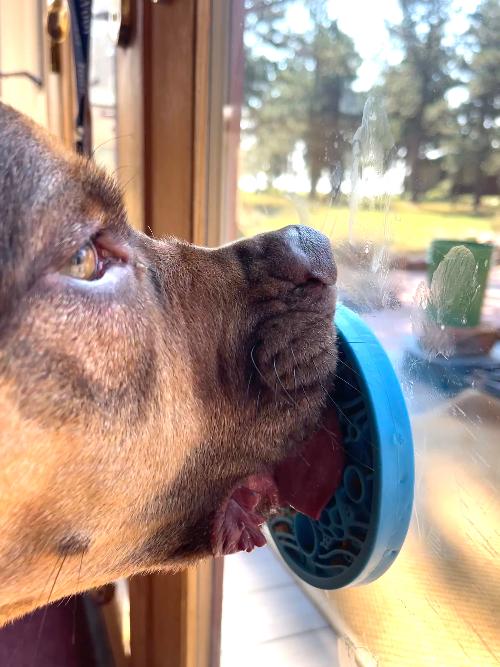 Load image into Gallery viewer, Turtle eMat-Mini Lick Mat with Suction Cups - Small Dogs &amp; Cats | USA
