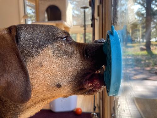 Load image into Gallery viewer, Turtle eMat-Mini Lick Mat with Suction Cups - Small Dogs &amp; Cats | USA
