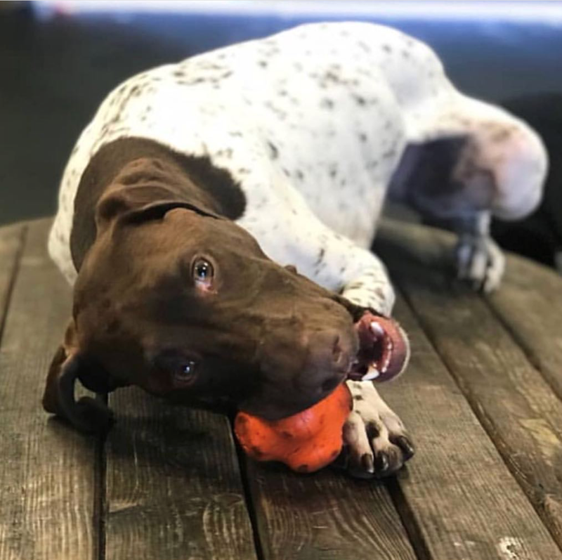 Load image into Gallery viewer, Crazy Bounce Rubber Dog Chew Toy for Power Chewers | Retrieving Ball | USA Made
