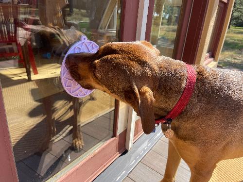 Load image into Gallery viewer, Lotus Design emat - Enrichment Lick Mat For Dogs and Cats - With Suction Cups | USA Made

