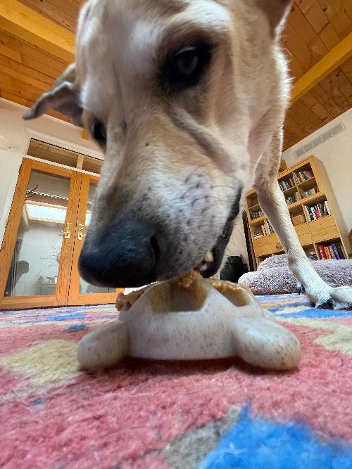 Load image into Gallery viewer, Turtle Nylon Chew Toy - Ultra-Durable Enrichment Toy for Power Chewers USA
