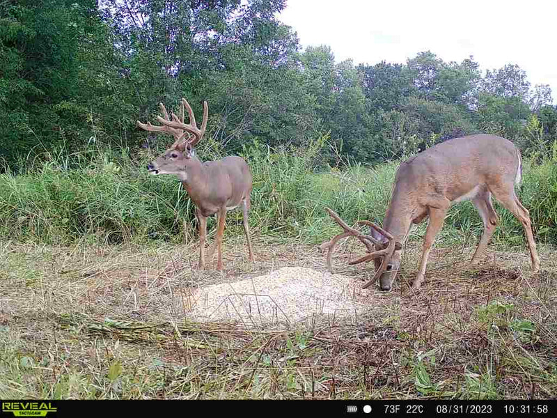 Load image into Gallery viewer, Pre-Game™ Deer Feed
