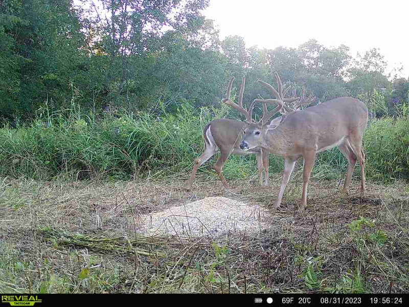 Load image into Gallery viewer, Pre-Game™ Deer Feed
