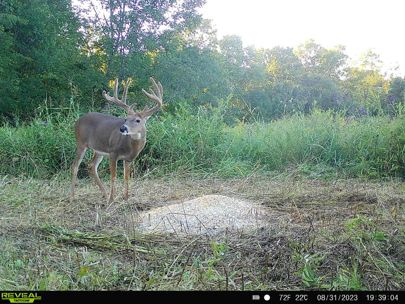 Load image into Gallery viewer, Pre-Game™ Deer Feed
