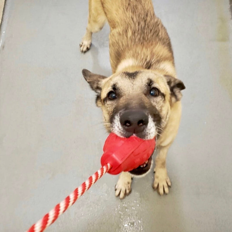 Load image into Gallery viewer, USA-K9 Grenade Rubber Dog Chew Toy | K9 Handler Reward Toy | Blue | USA Made
