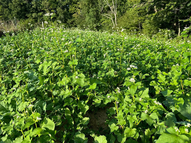 Load image into Gallery viewer, Overhaul™ Food Plot Seed

