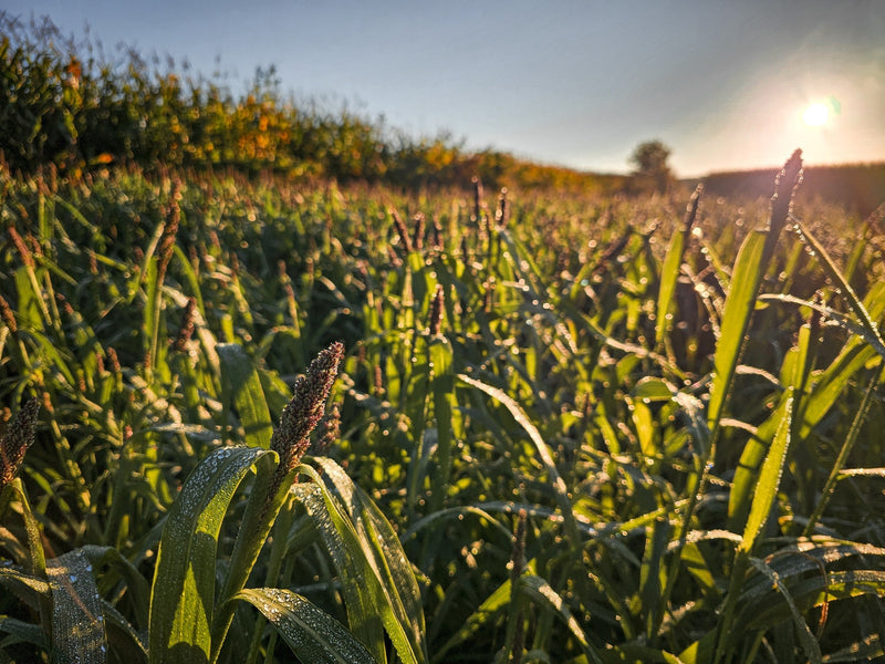 Load image into Gallery viewer, Landing Strip™ Food Plot Seed

