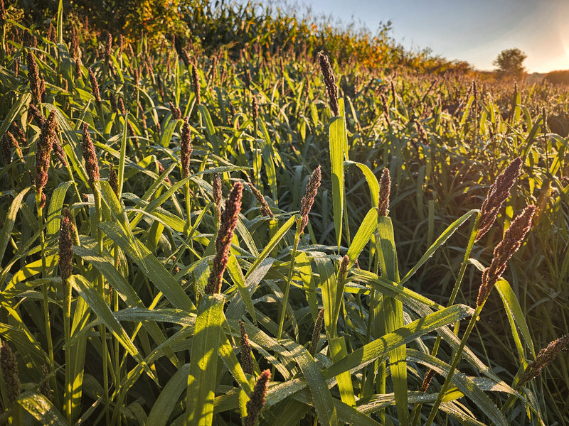 Load image into Gallery viewer, Landing Strip™ Food Plot Seed
